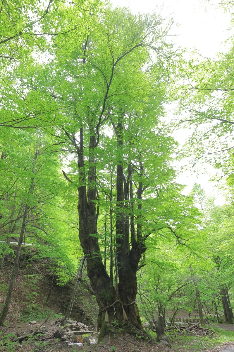 白滝のカツラ（名木）