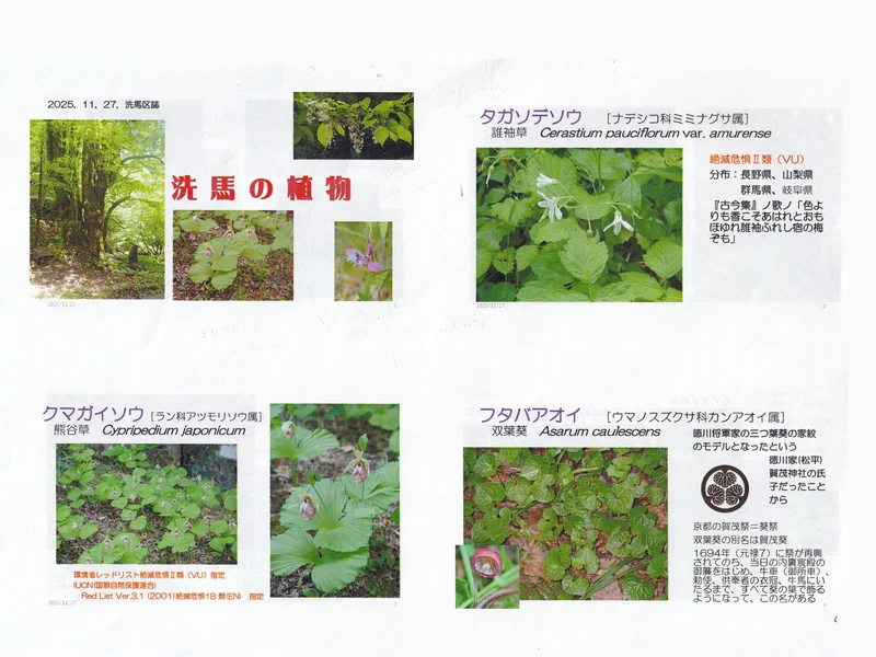 洗馬の植物（13ページ綴り）